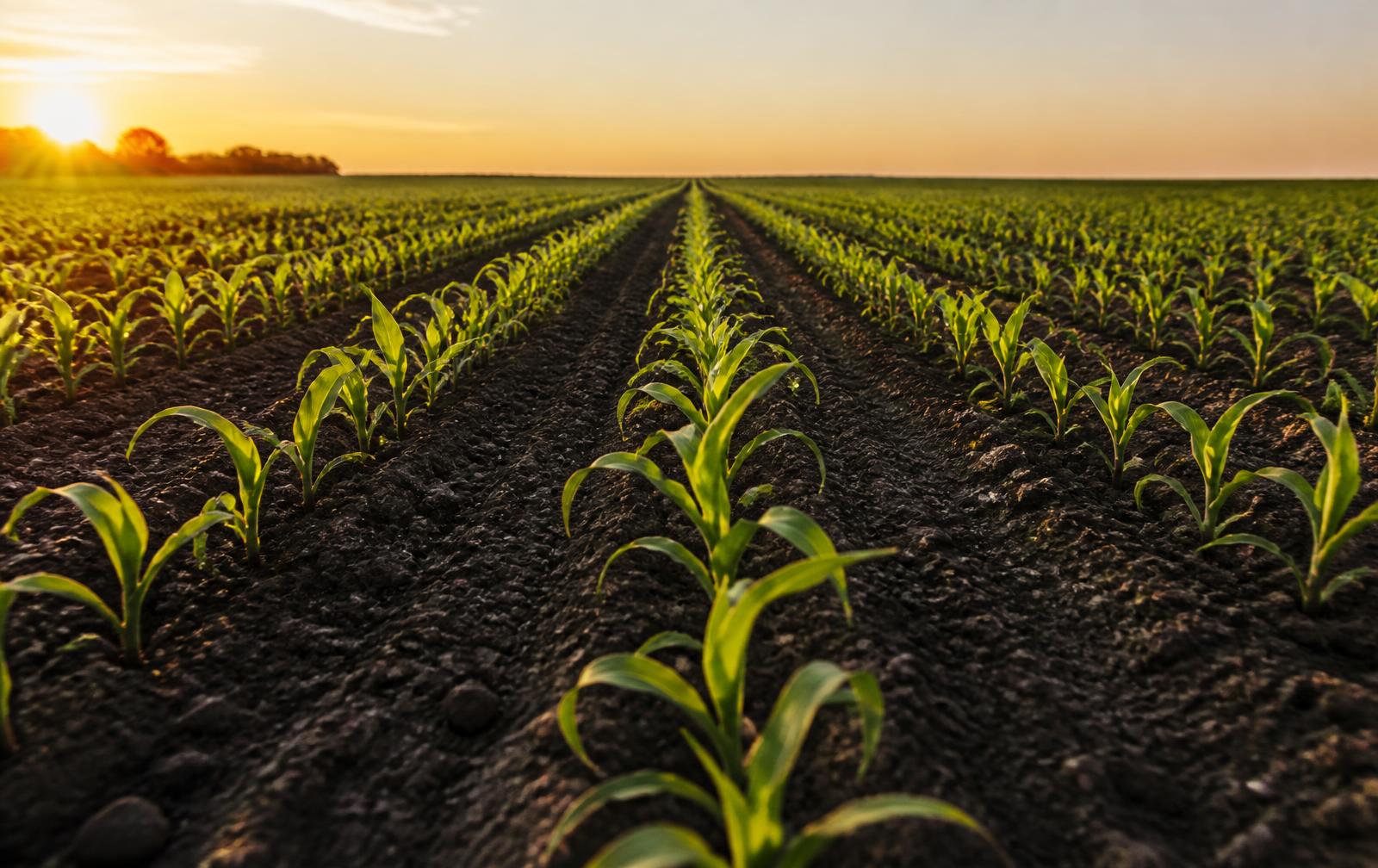 Rows of young crops growing in a field