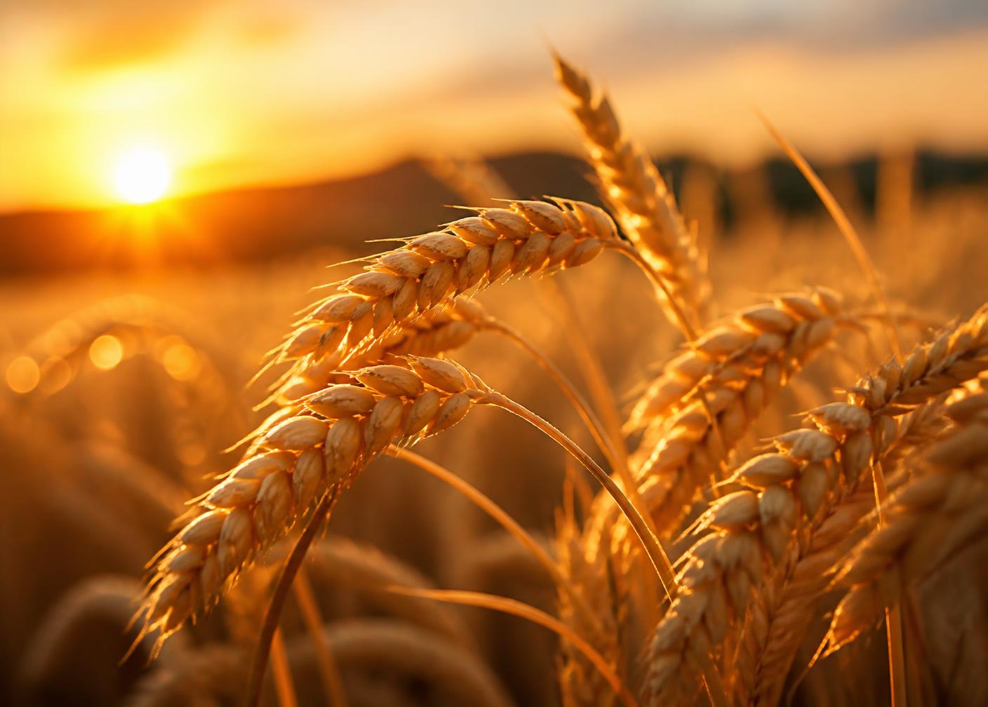 Golden wheat ears at sunset